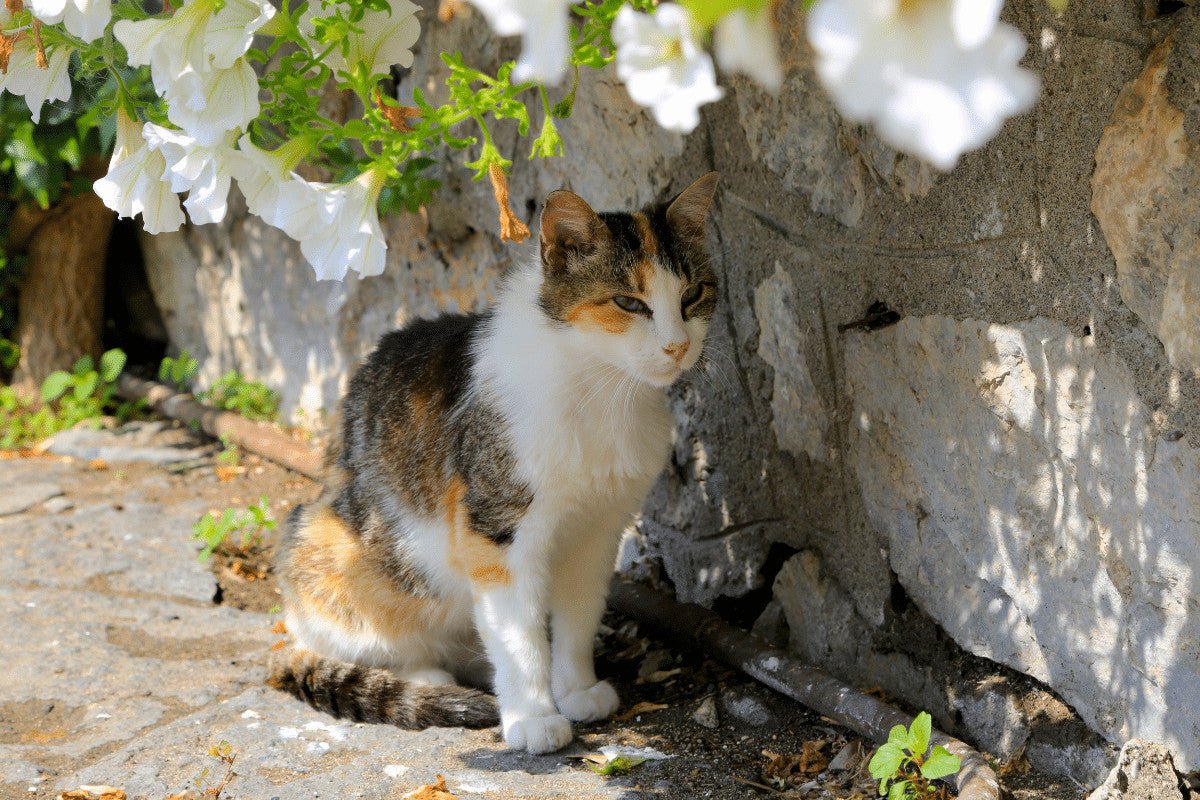 Best Outdoor Cat Shelters - How To Choose