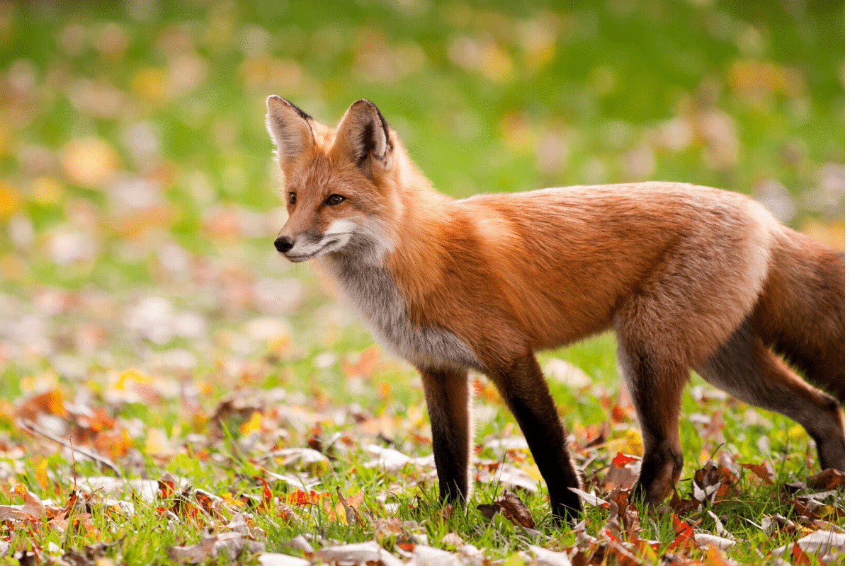 Foxes Rabbit Hutches And Your Garden Essential Guide to Fox Proof R Home Roost