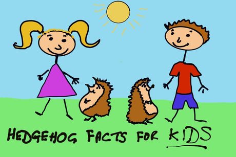 Hedgehog Facts For Kids