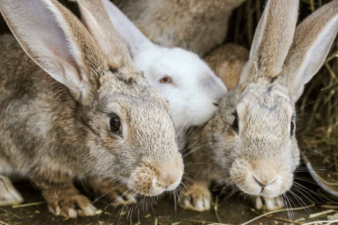 Meet the New Chartwell Three Storey Hutch - It’s a Bunny Skyscraper!