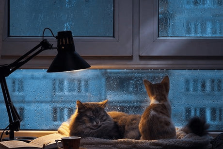 Indoor vs Outdoor Cats? Pros and Cons