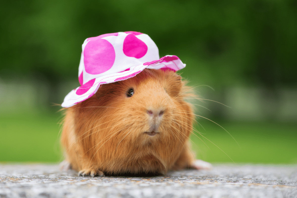 What Temperatures Can Guinea Pigs Live In?