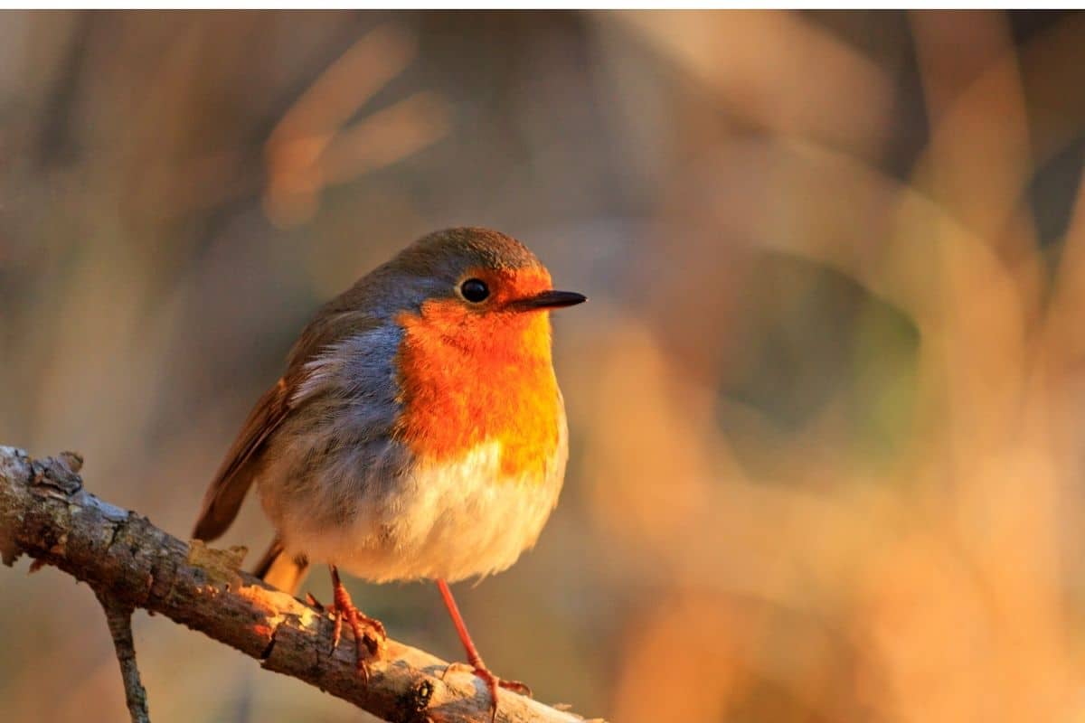 How to Get More Wild Birds Into Your Garden Easily. Part 2
