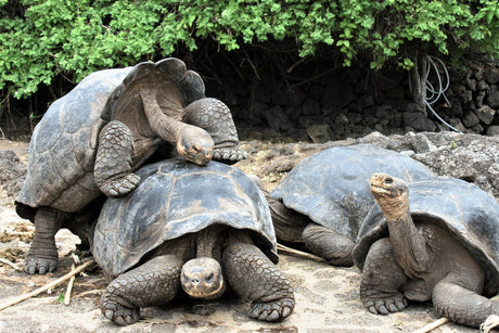 How Do Tortoises Mate?