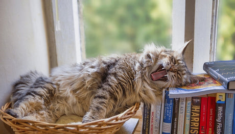 What is Catnip? And is it Good For Your Kitty?