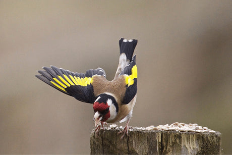 The Goldfinch | Your Essential Guide to The European Goldfinch