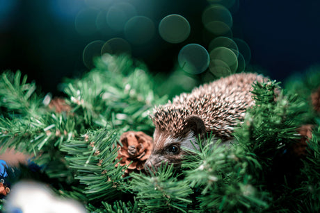 Christmas Gifts for Hedgehog Lovers