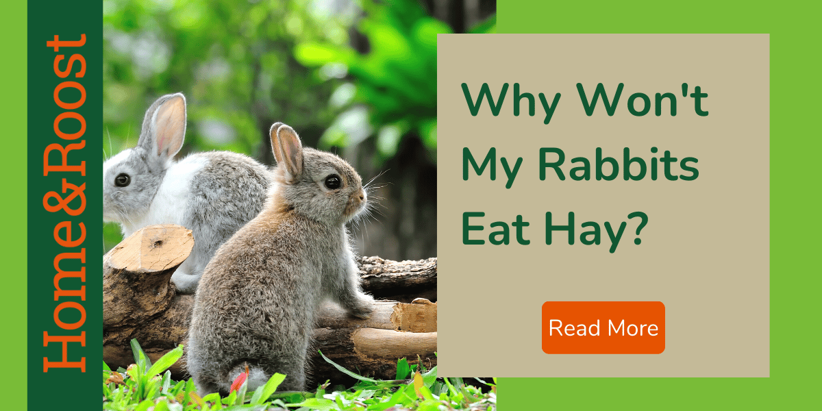 Why Won't My Rabbit Eat Hay? Home & Roost