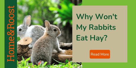 Why Won't My Rabbit Eat Hay?