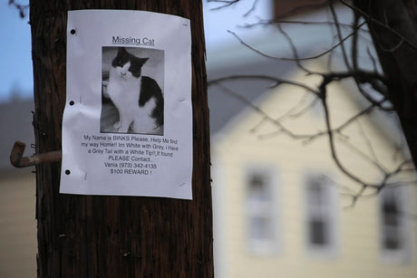 What To Do If Your Cat Goes Missing