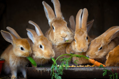How Long Do Ret Rabbits Live?