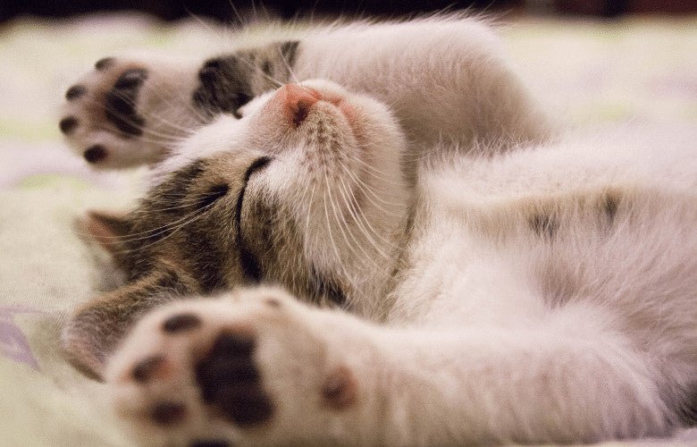 Why Is My Cat Sleeping A lot?