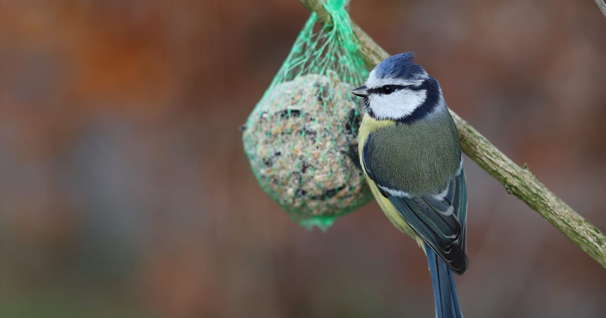 Should You Feed Garden Birds All Year Round?