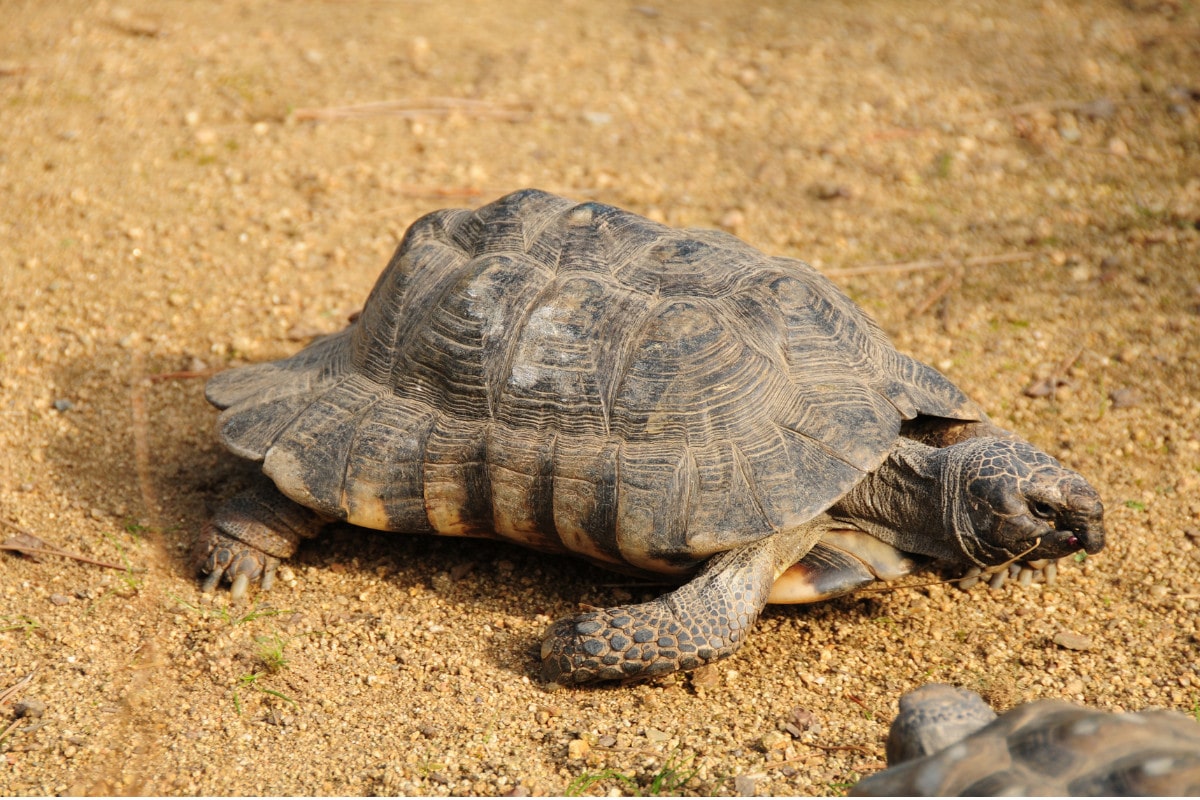 Marginated Tortoise (Testudo marginata) Breed Facts and Essential Care Guide