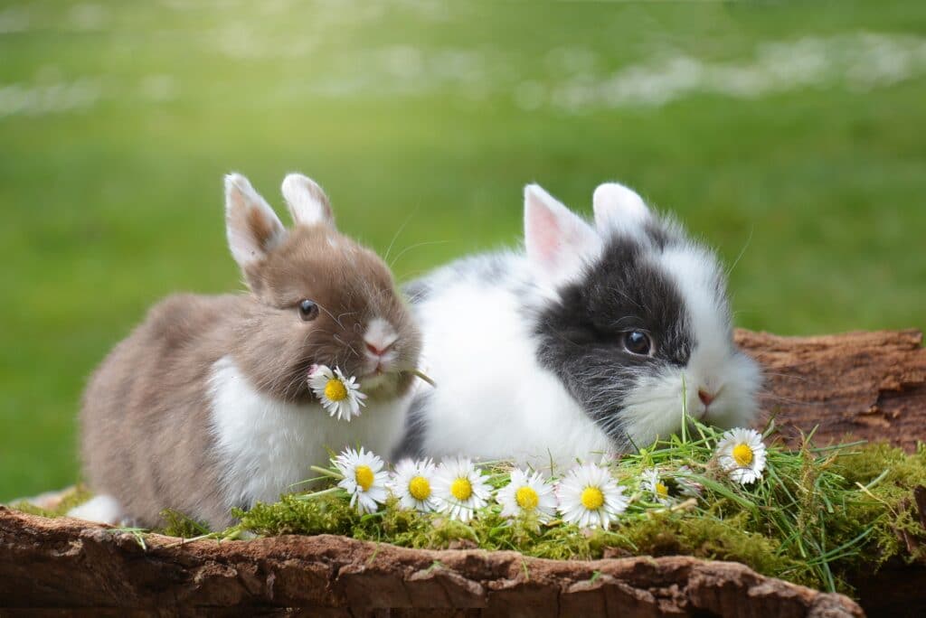 Can Rabbits Live Alone? Do They Need Company to Be Happy?