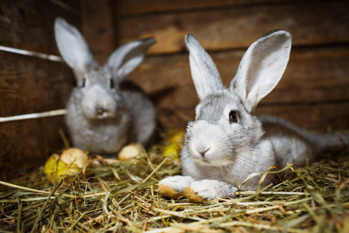 Are Rabbit Hutches Cruel?