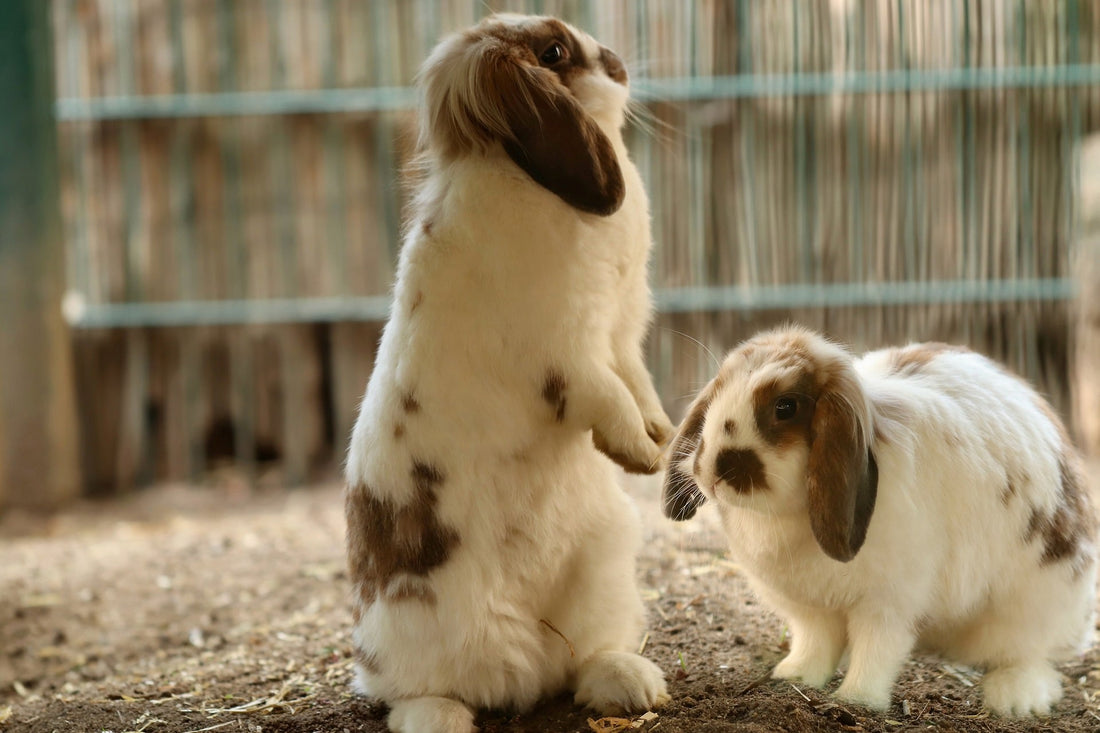 How to Rehome a Rabbit