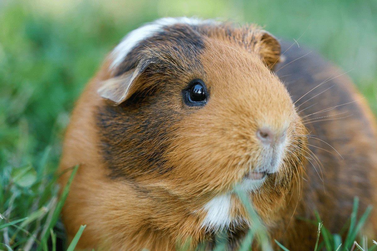 Do Guinea Pigs Need a Run?