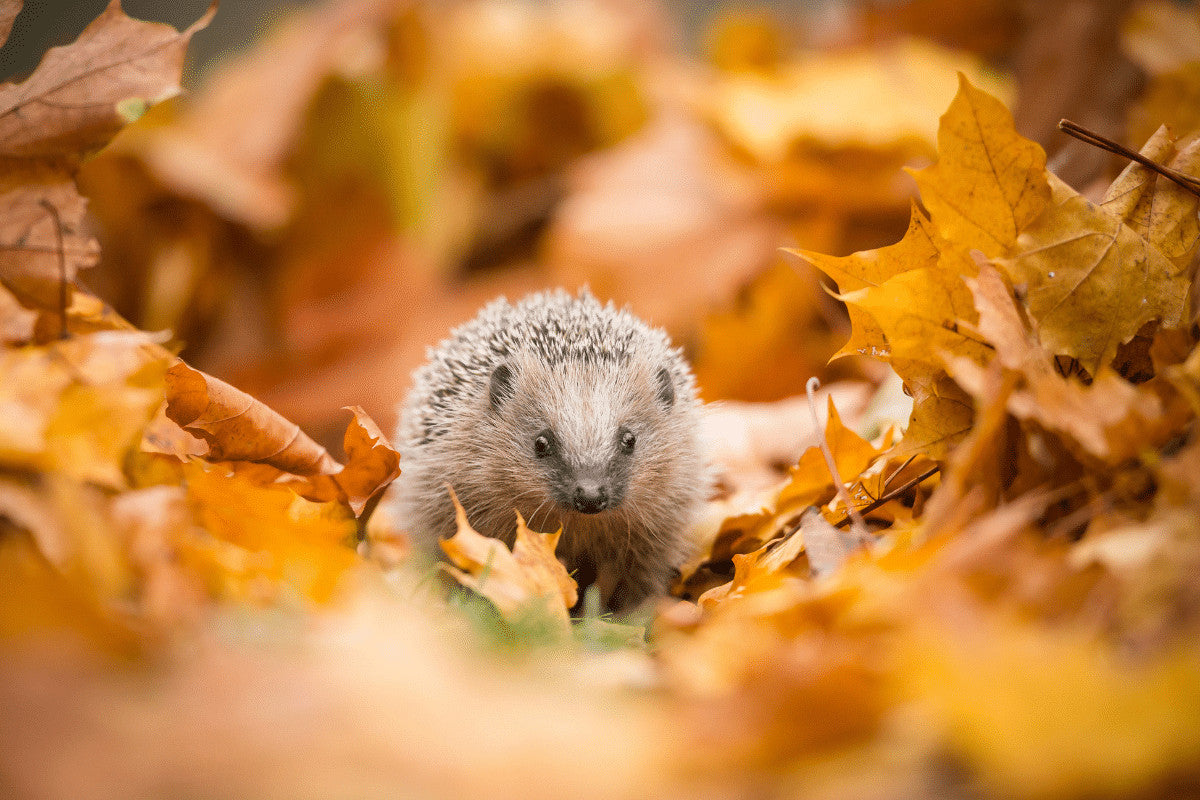 How To Help Hedgehogs In Autumn | Preparing for Hibernation