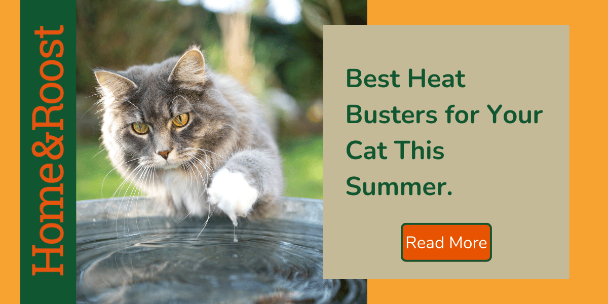 How to Keep Your Cat Cool in Summer | 8 Top Tips