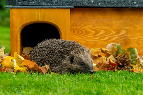 What To Put In A Hedgehog House