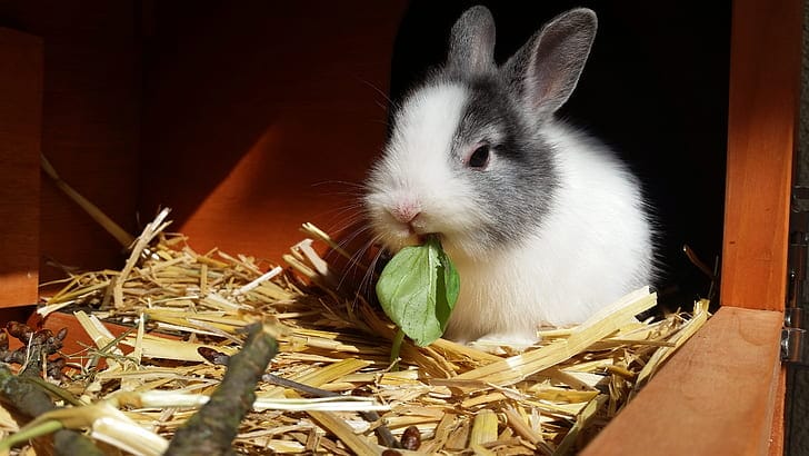 The Ultimate Guide to Safe Foods For Rabbits | And Foods Poisonous for your Bunny