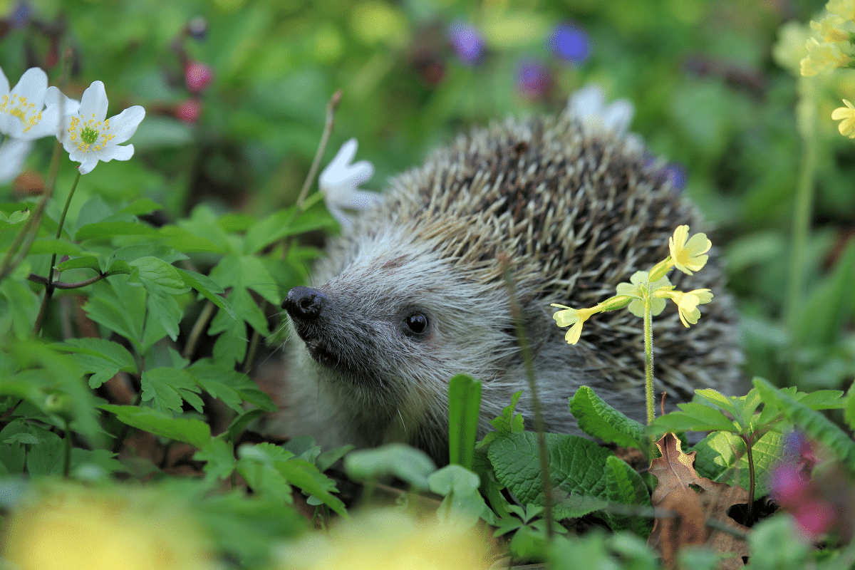 The State of Britain’s Hedgehogs 2022 | Some Good News For Our Hogs
