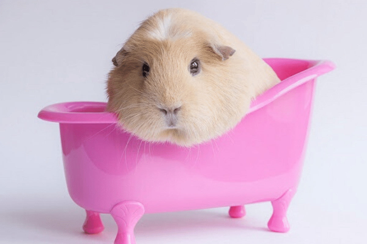 A Guide To Grooming Guinea Pigs | 5 Essential Steps