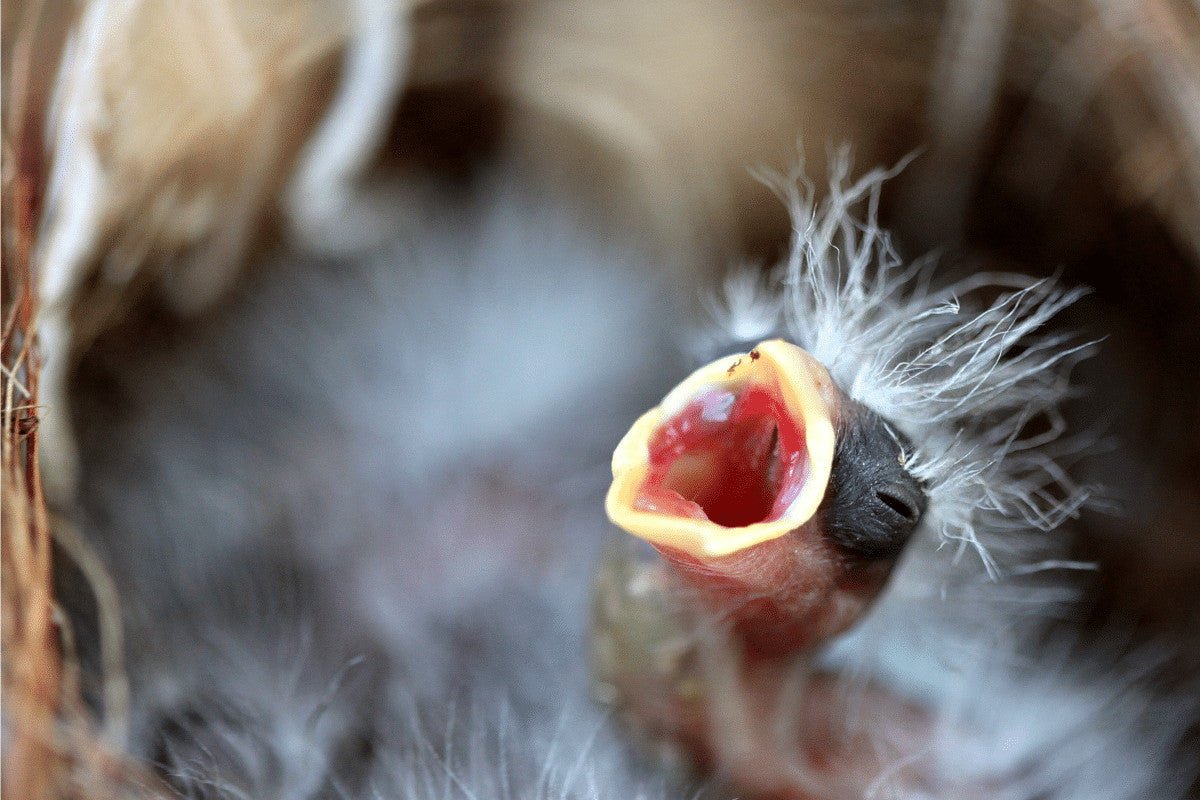 How To Help Baby Birds In Your Garden