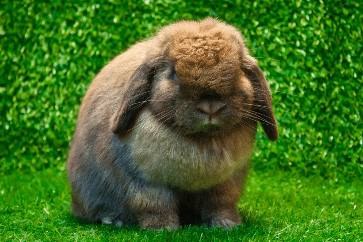 Miniature fashion lop eared rabbit