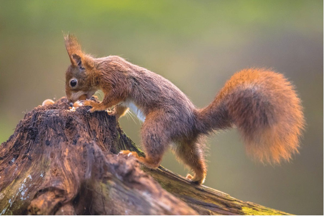 What Do Squirrels Eat?