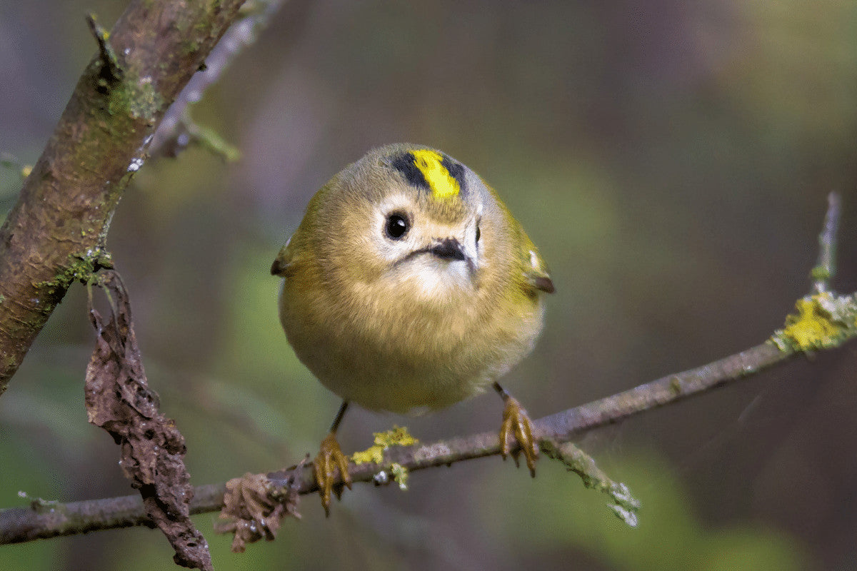 What Birds Can I See in The Garden In Winter?