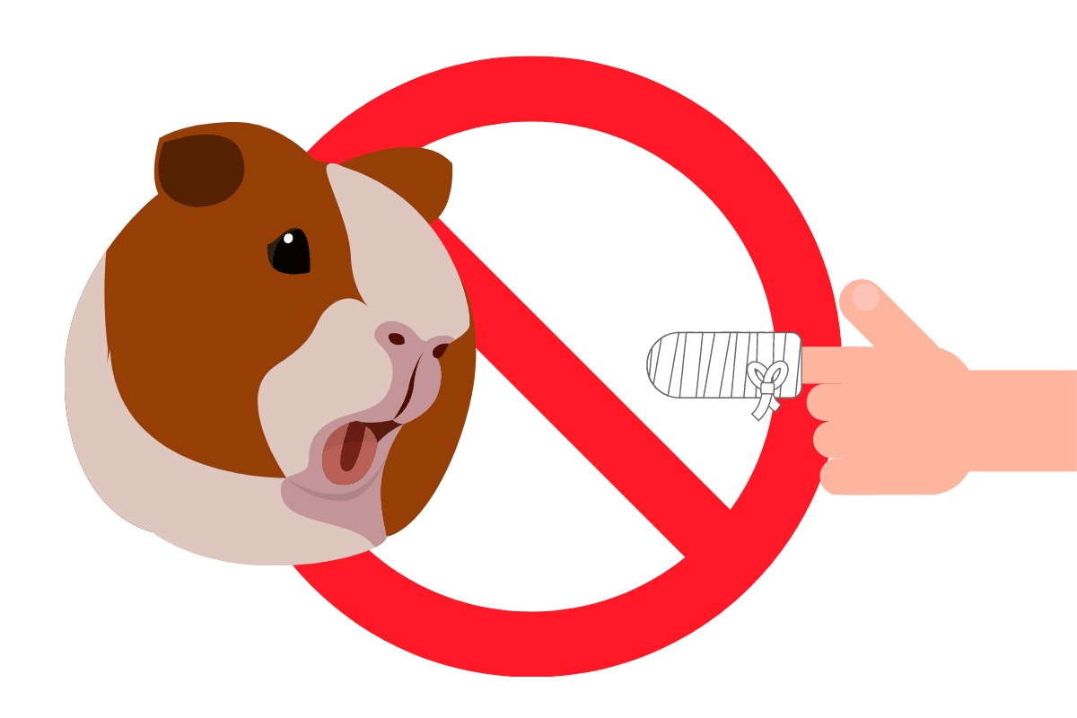 Do Guinea Pigs Bite? And Can I Train Them to Stop?