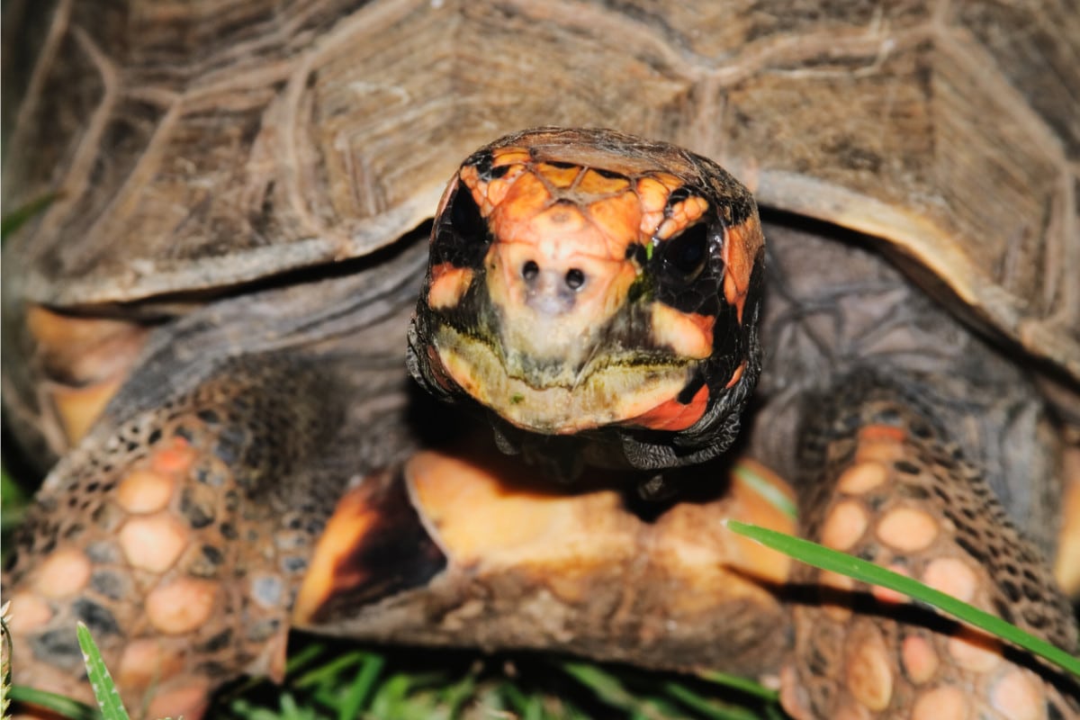 The Red Footed Tortoise (Chelonoidis carbonarius)|Breed Facts and Essential Care Guide