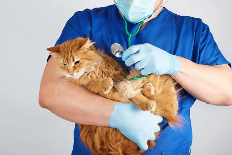 10 Diseases Cat Owners Need To Know About