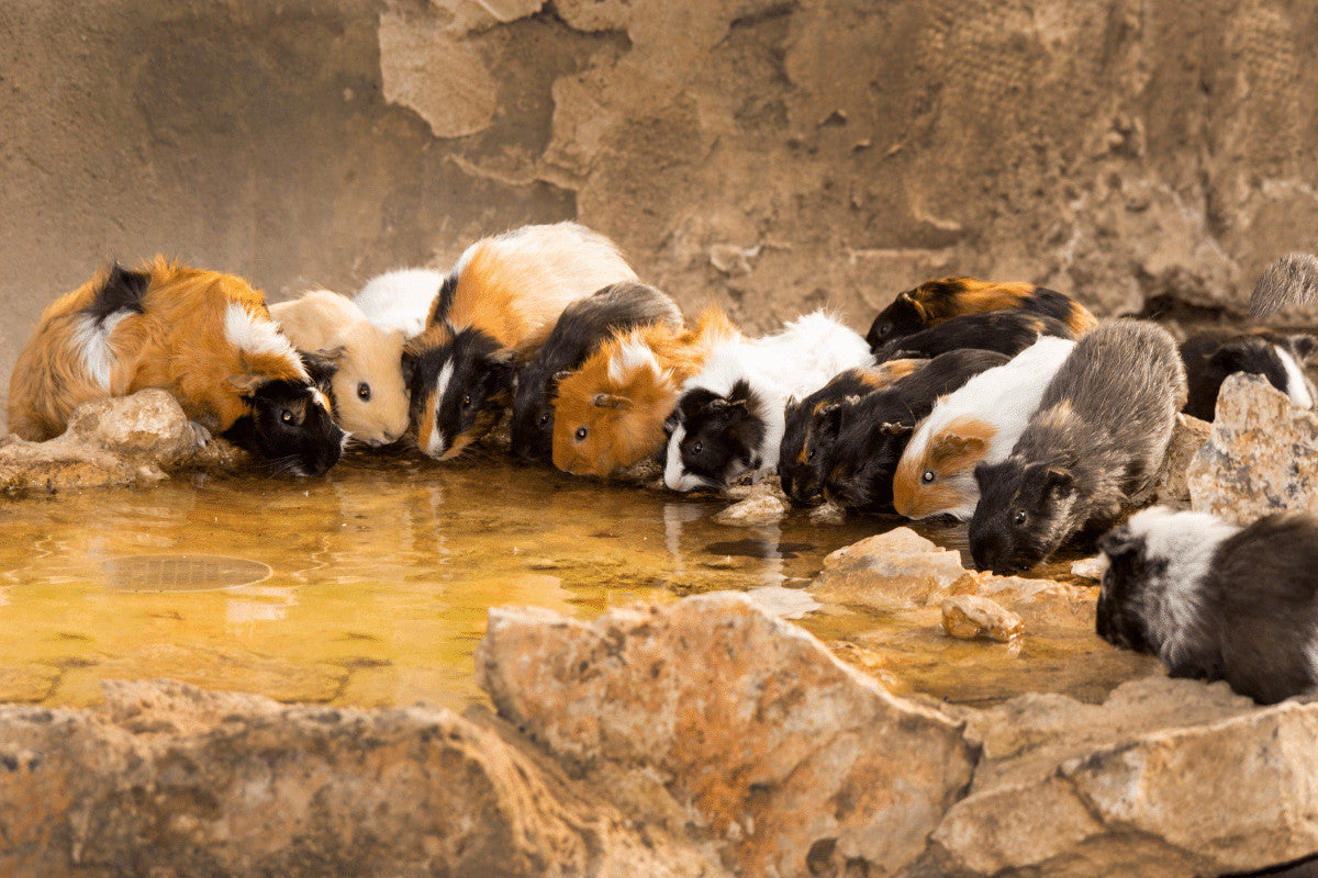 Can Guinea Pigs Swim? Keeping Your Cavy Safe Around Water – Home 