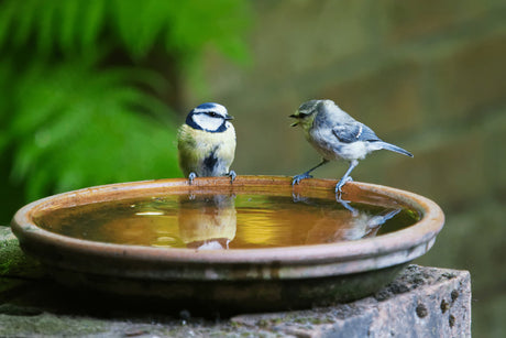 How We Rediscovered Garden birds In The Lockdown