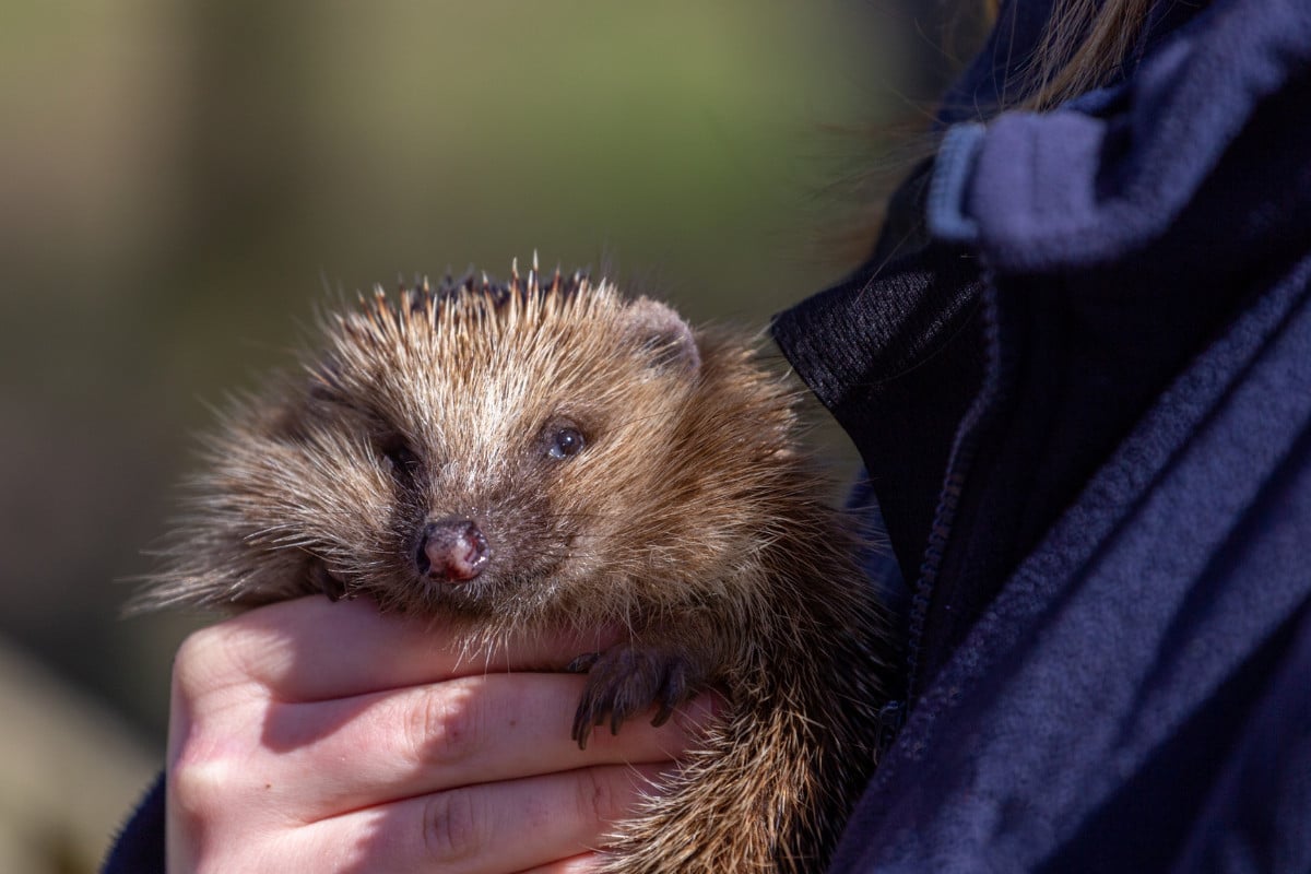 Does Rescuing Hedgehogs Work? Can Released Hogs Survive and Thrive in the Wild?