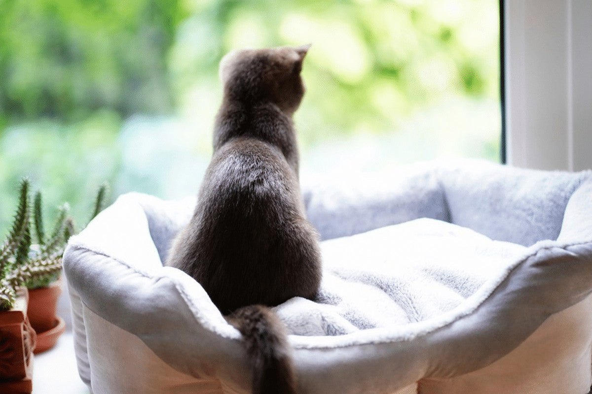 Should Cats Go Outside In The UK?