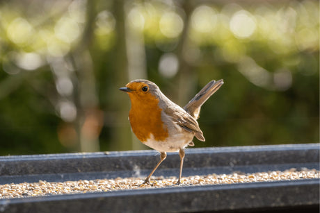 What Bird Table is Best? | 6 of the Best Handmade Bird Tables to Get Birds to your Garden Fast