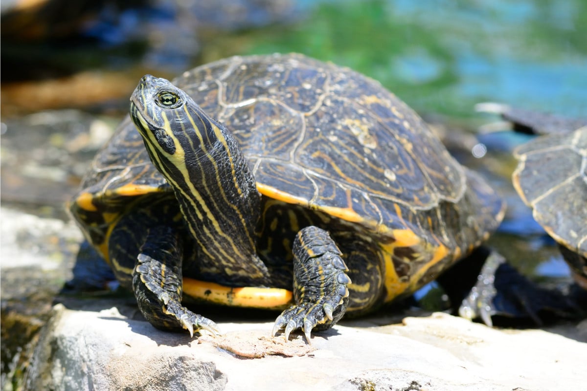 How Long Do Tortoises Live? Meet The Masters of Slow Living