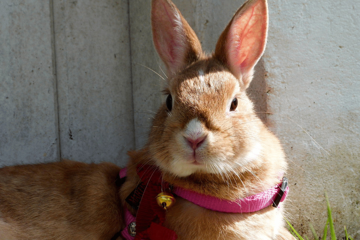 How To Use a Rabbit Harness The Best Way to Leash Train Your Bunny Home Roost