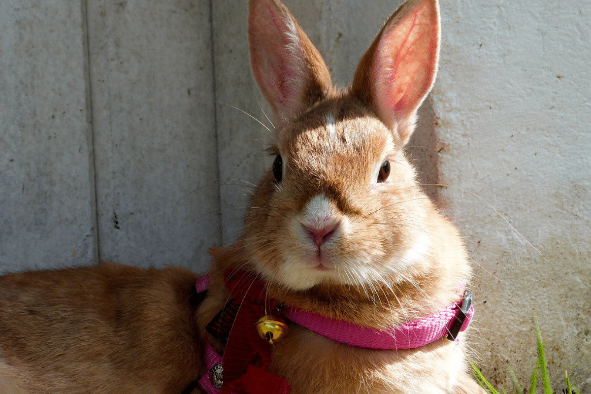 How To Use a Rabbit Harness | The Best Way to Leash Train Your Bunny