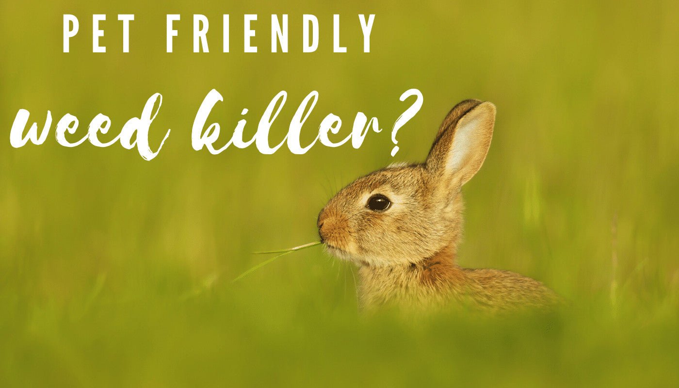 Pet-Friendly Weed Killer