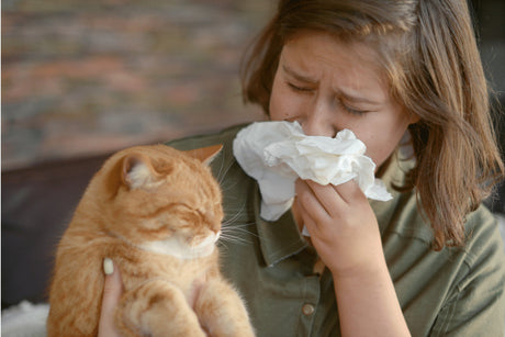 Hypoallergenic Cats | 11 Best Cat Breeds for Allergy Sufferers