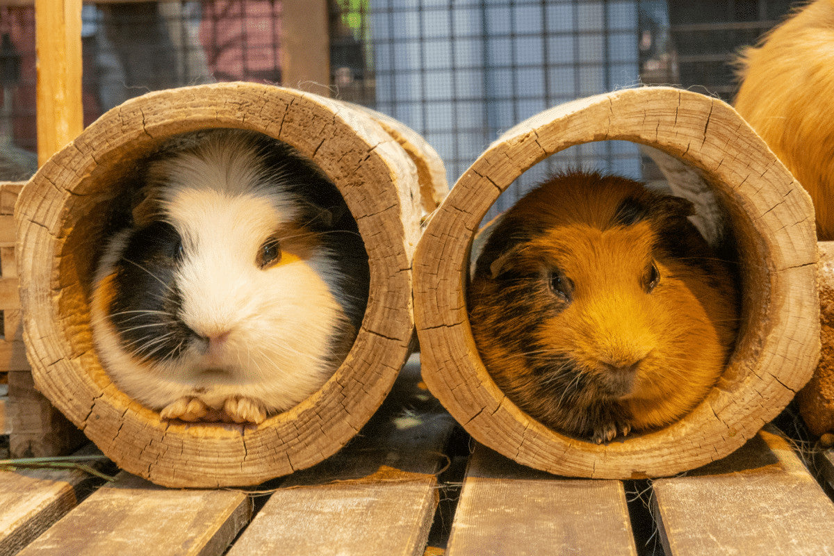 Choosing A Cage for 2 Guinea Pigs | What Size Is Right?