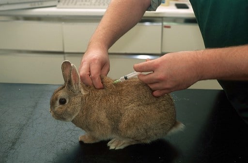 Injecting Rabbits Do Rabbits Need Shots? 3 Essential Vaccinations to Protect Your Bunny ...