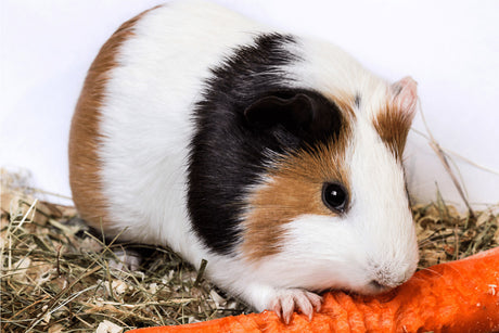 Vitamin C and Your Guinea Pig | Everything you Need To Know To Keep a Healthy Cavy