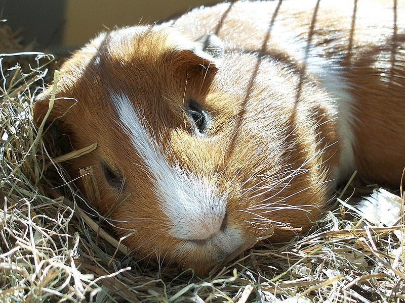 How Long Can a Guinea Pig Be Left Alone | Caring for Your Cavy While You Take a Break