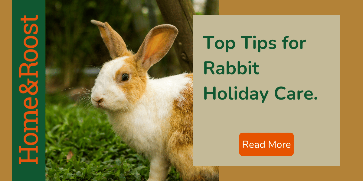 Holiday Care for Your Rabbit